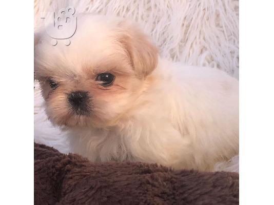 Shih Tzu